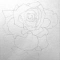 Modele dessin rose