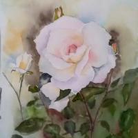 Rose aquarelle